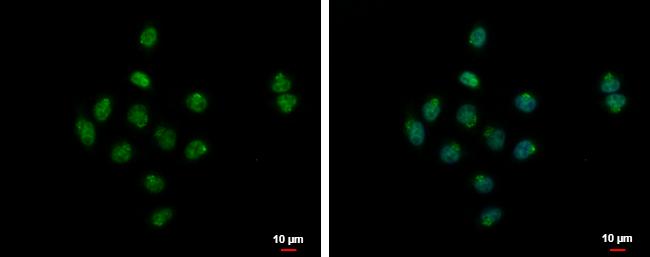 SYAP1 Antibody - BSA Free