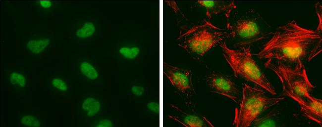 TCERG1 Antibody - BSA Free