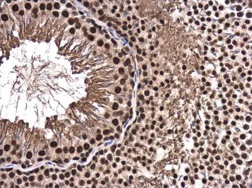 TCERG1 Antibody - BSA Free