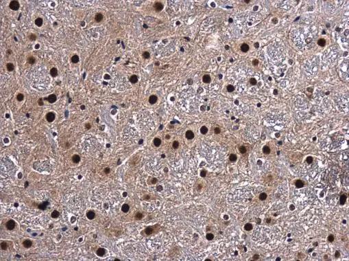 TCERG1 Antibody - BSA Free