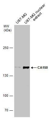 TCERG1 Antibody - BSA Free