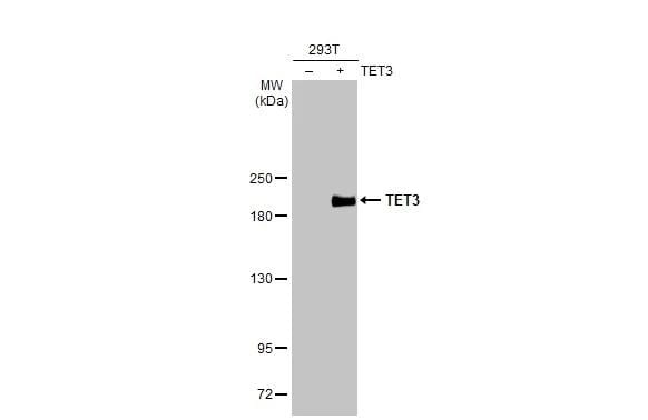 TET3 Antibody - BSA Free