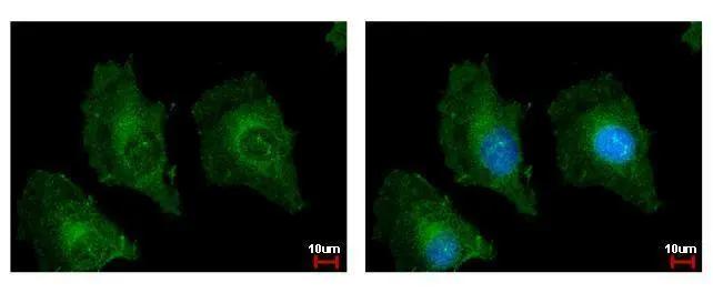 TSPAN3 Antibody