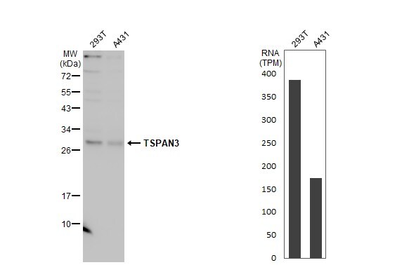TSPAN3 Antibody