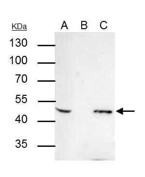 AP-2 beta/TFAP2B Antibody
