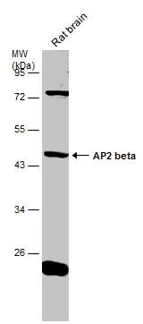 AP-2 beta/TFAP2B Antibody