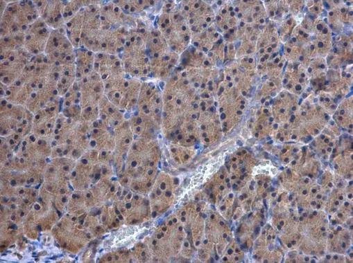 Thioredoxin Reductase 1/TRXR1 Antibody - BSA Free