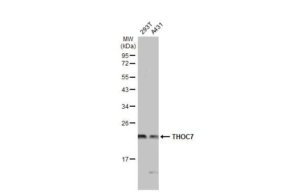 THOC7 Antibody