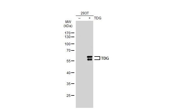 TDG Antibody