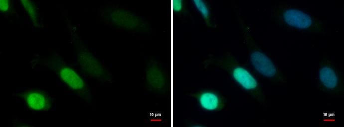 TDG Antibody - BSA Free