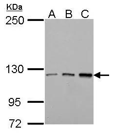 Tie-1 Antibody
