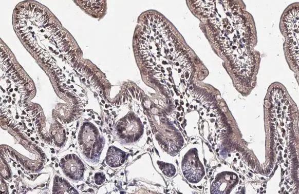 TIP60 Antibody - BSA Free