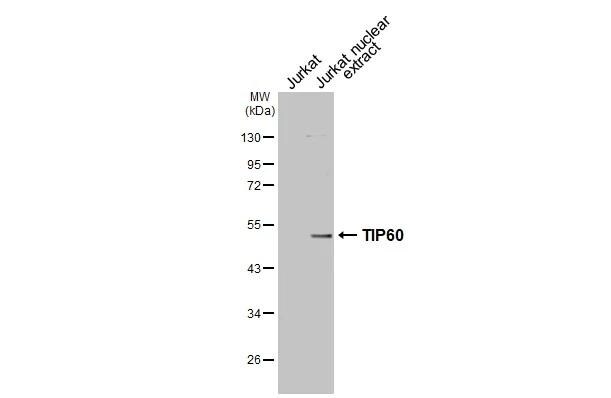 TIP60 Antibody - BSA Free
