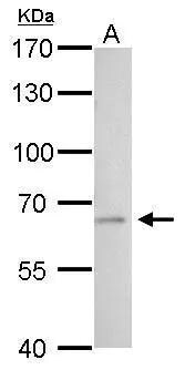 t-Plasminogen Activator/tPA Antibody