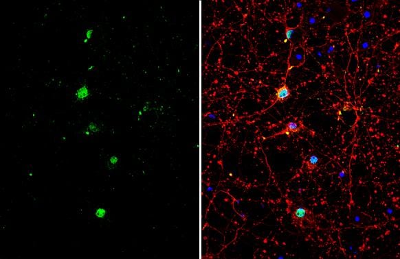 TLE1 Antibody - BSA Free