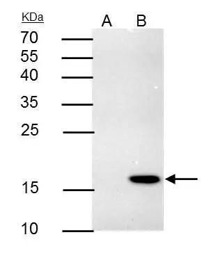 4-1BB Ligand/TNFSF9 Antibody - BSA Free
