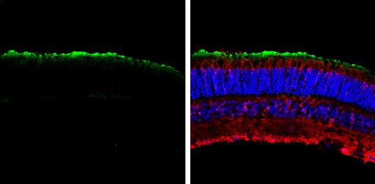 Transducin alpha Antibody - BSA Free