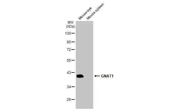 Transducin alpha Antibody - BSA Free
