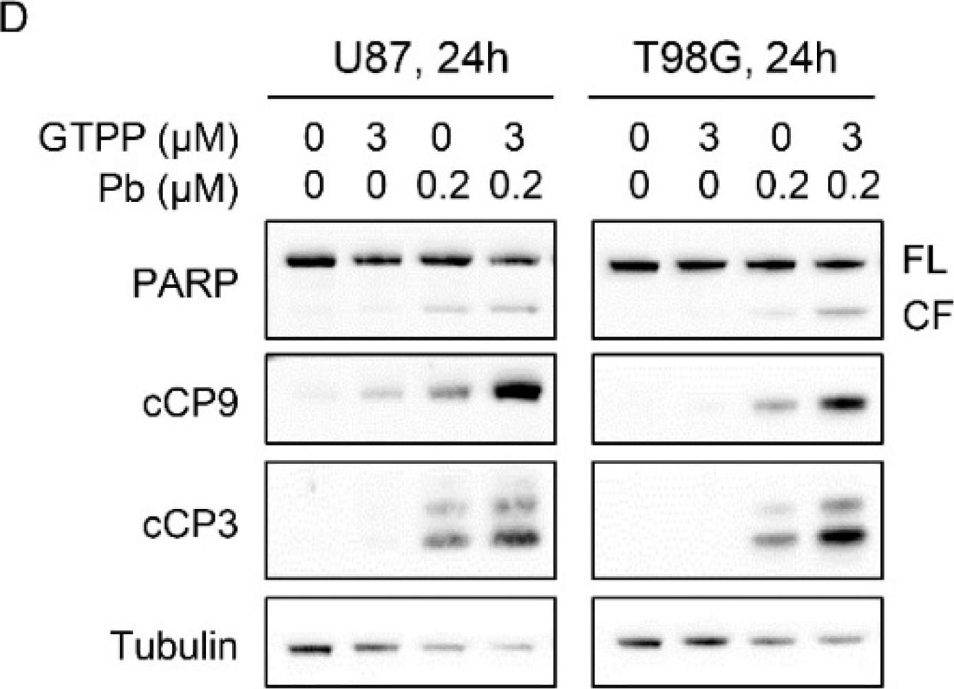 TRAP1 Antibody