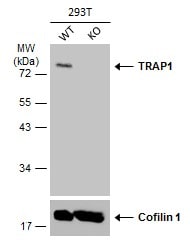 TRAP1 Antibody