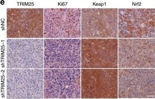 TRIM25 Antibody
