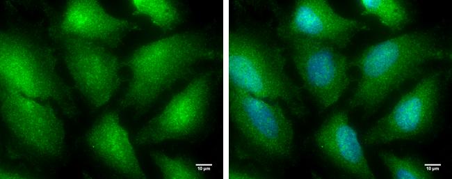 TRIM25 Antibody - BSA Free