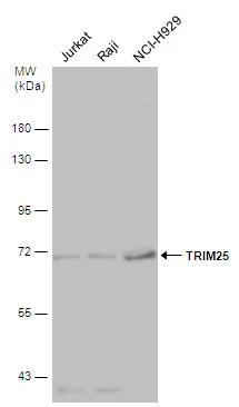 TRIM25 Antibody - BSA Free