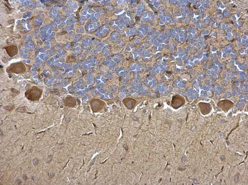 Tryptophanyl tRNA synthetase Antibody - BSA Free