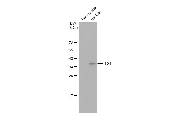 TST Antibody