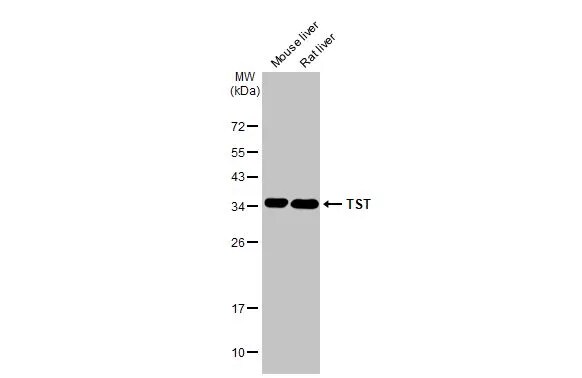 TST Antibody