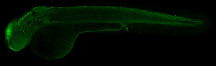 Tubulin alpha-1B Antibody