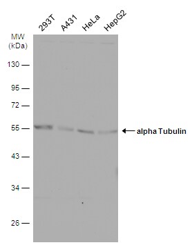 Tubulin alpha-1B Antibody