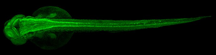 Tubulin alpha-1B Antibody