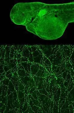 Tubulin alpha-1B Antibody
