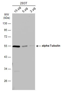 Tubulin alpha-1B Antibody