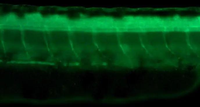 Tubulin alpha-1B Antibody