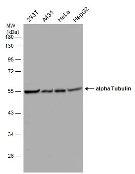 Tubulin alpha-1B Antibody