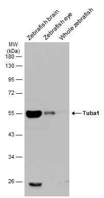 Tubulin alpha-1B Antibody