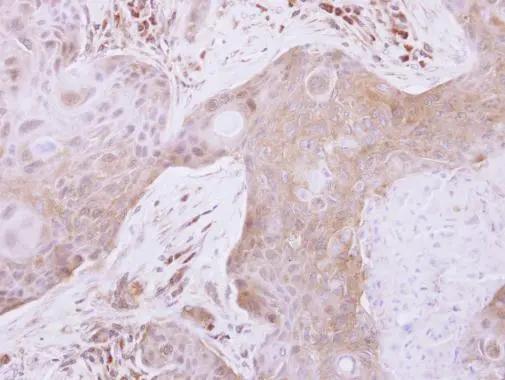 Glutaredoxin 3/GLRX3 Antibody - BSA Free