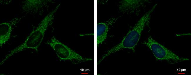 TXNRD2 Antibody