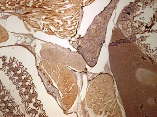 UbcH7/UBE2L3 Antibody