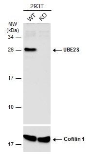 UBE2S Antibody - BSA Free