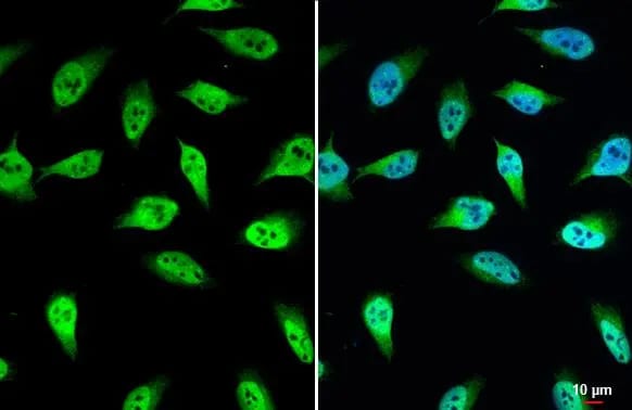 UDP glucose dehydrogenase Antibody