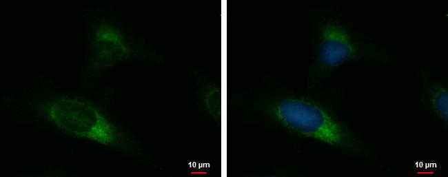 UGCGL2 Antibody - BSA Free