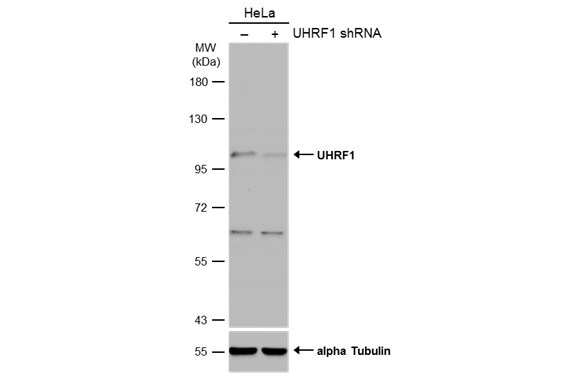 UHRF1 Antibody