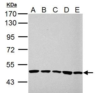 UQCRC1 Antibody - BSA Free