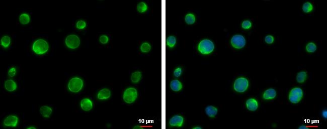 FERMT3/URP2 Antibody