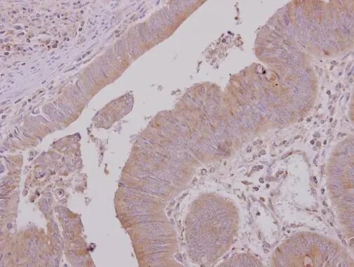 USH1G Antibody