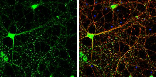 USP14 Antibody - BSA Free