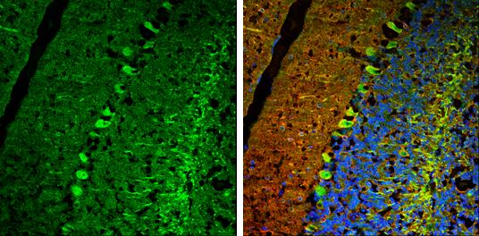 USP14 Antibody - BSA Free